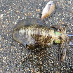 エギングとウキ釣り